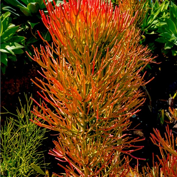 Firestick Pencil Cactus - Picture 2 of 7